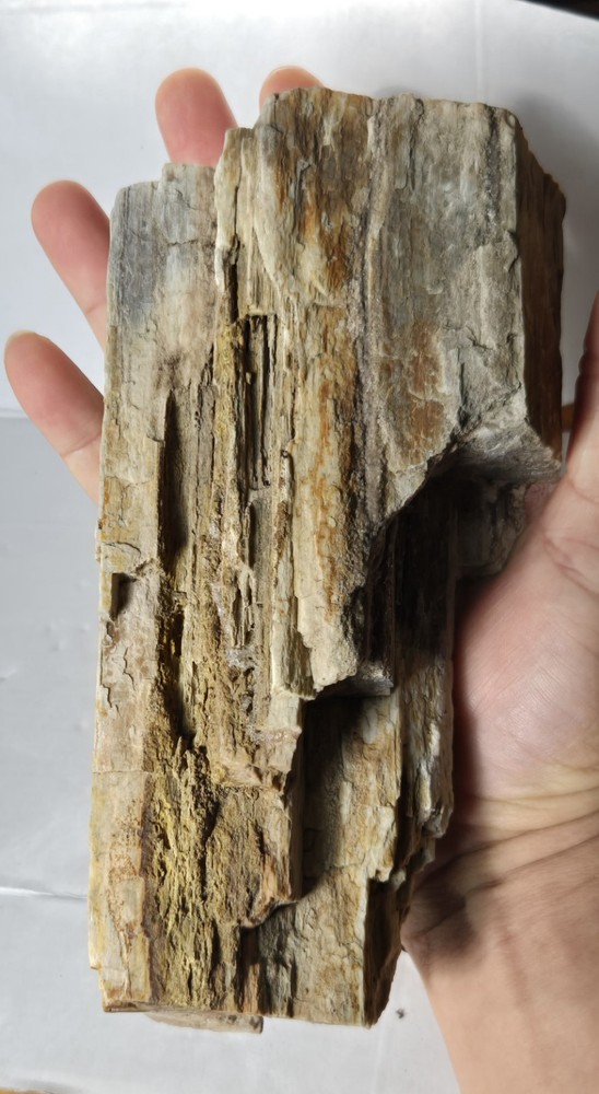 Petrified Wood