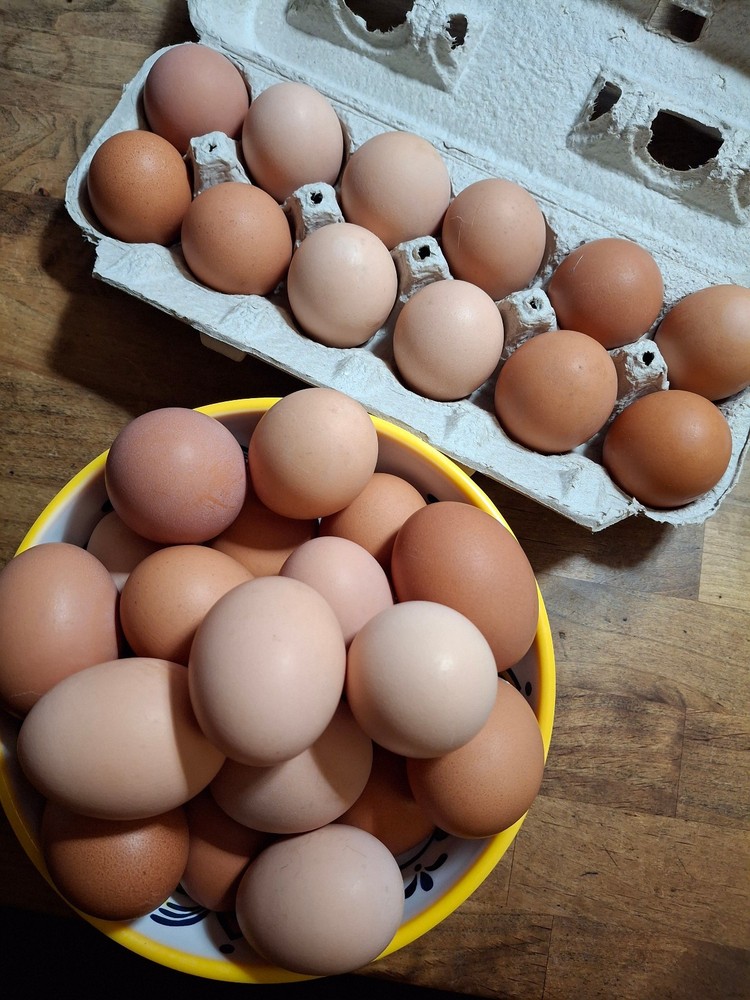 12+ Dark Brahma purebreed hatching eggs free ship