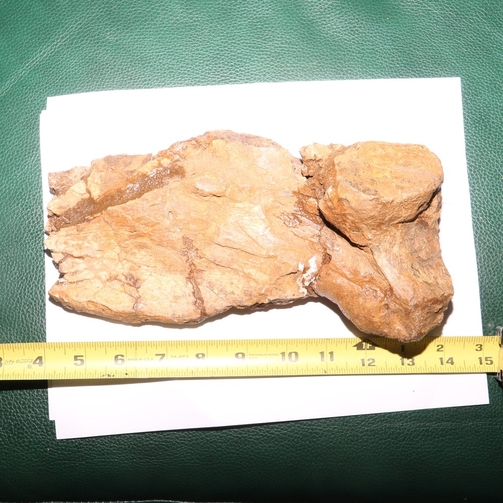 Triceratops Syncervical Vertebra Process Section Hell Creek Formation Cretaceous