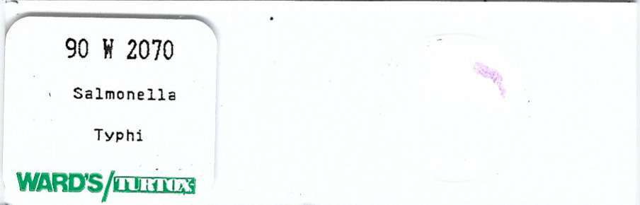 Salmonella typhi Microscope Slide