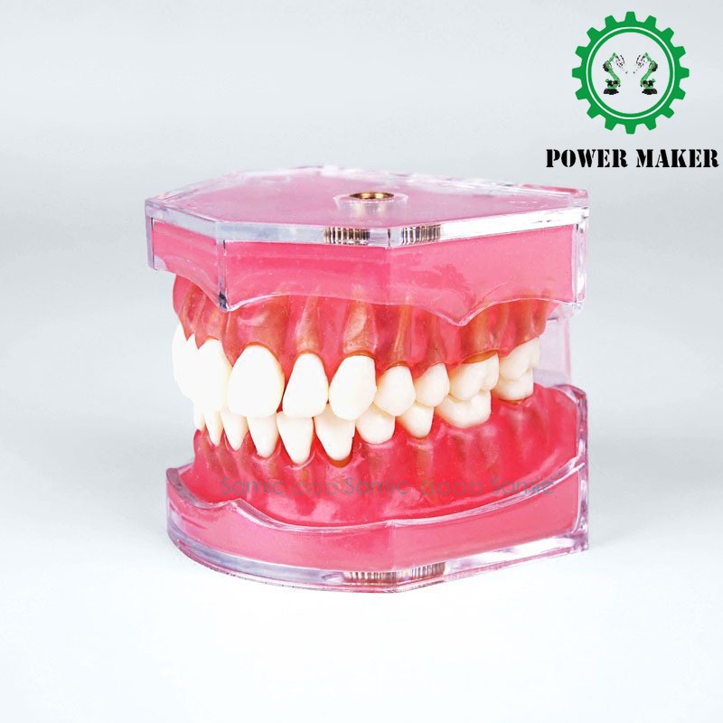 Dental Standard Model with Removable  Oral Teaching Model