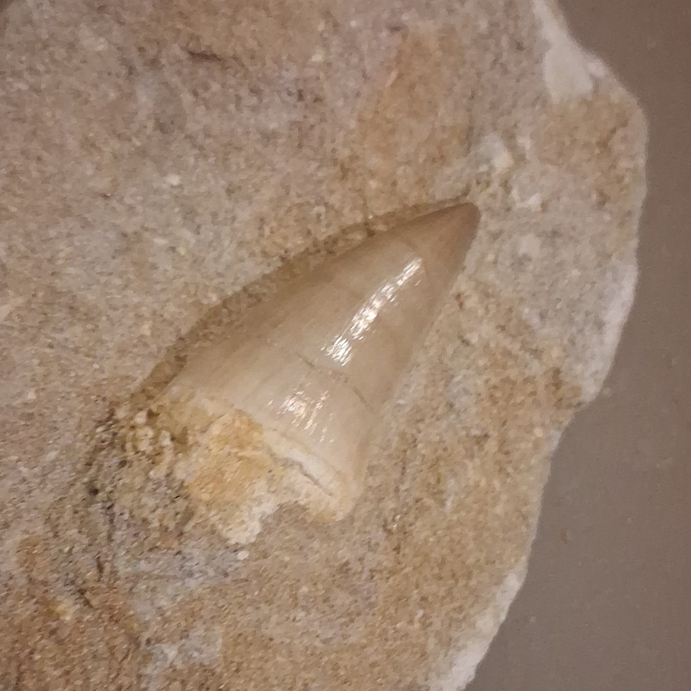 Fossilized Dinosaur Tooth Embedded in Matrix Prehistoric Fossil Specimen