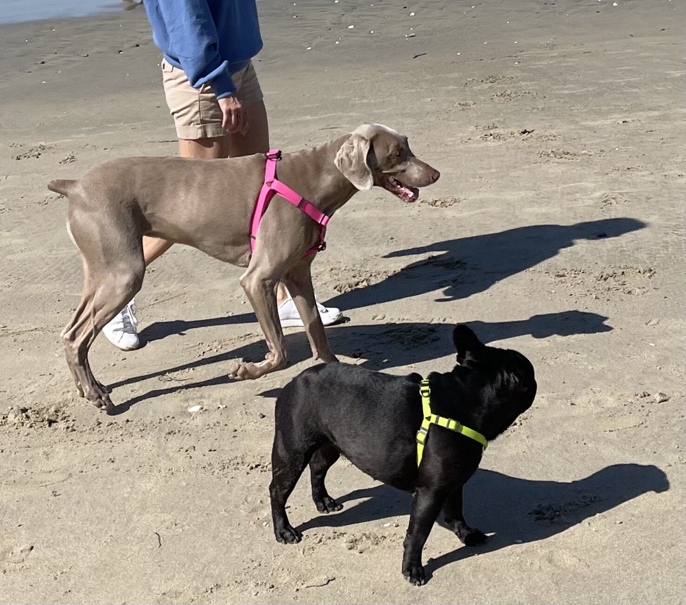 Green Waterproof Dog Harness | CALIDOG