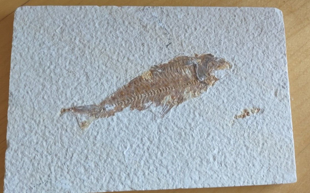 Medium Fossil Fish Green River Formation Wyoming
