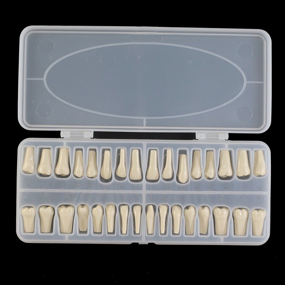 Columbia 860 Type Dental Simulation 32PCS Teeth Typodont Model Exam Teaching