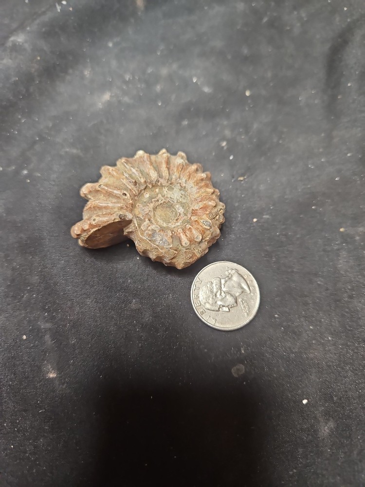 Fossilized Shell Ammonite W/ Spikes Naturally Formed (57 grams)