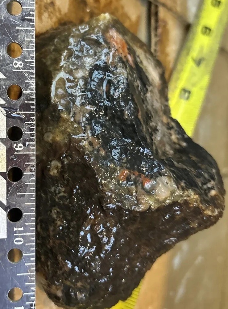 Coprolite fossil