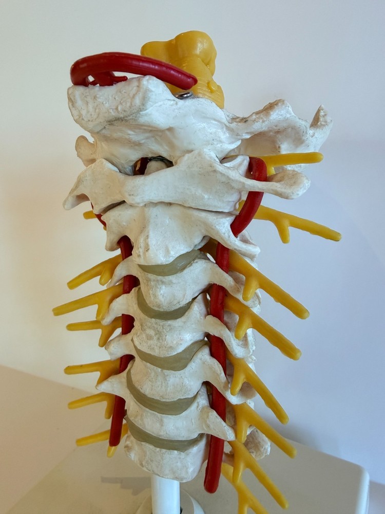 Cervical Spine Model 1000144, A7, 3B Scientific