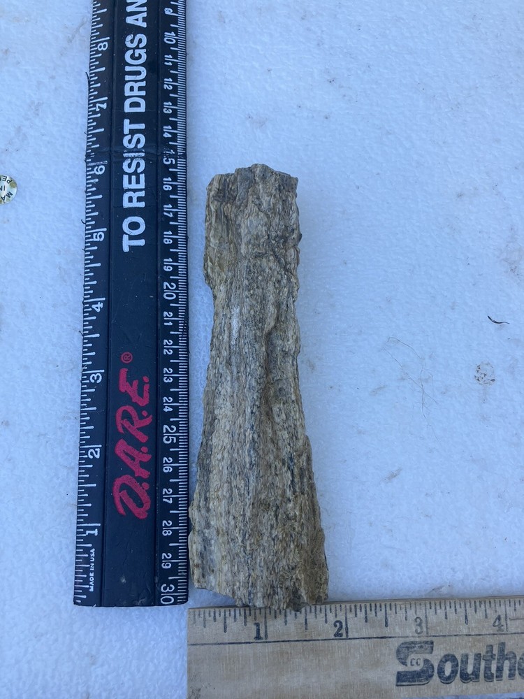 Petrified Wood (NM), Fluorescent Under UV Light