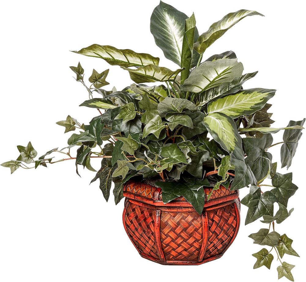 Dieffenbachia & Ivy with Decorative Planter