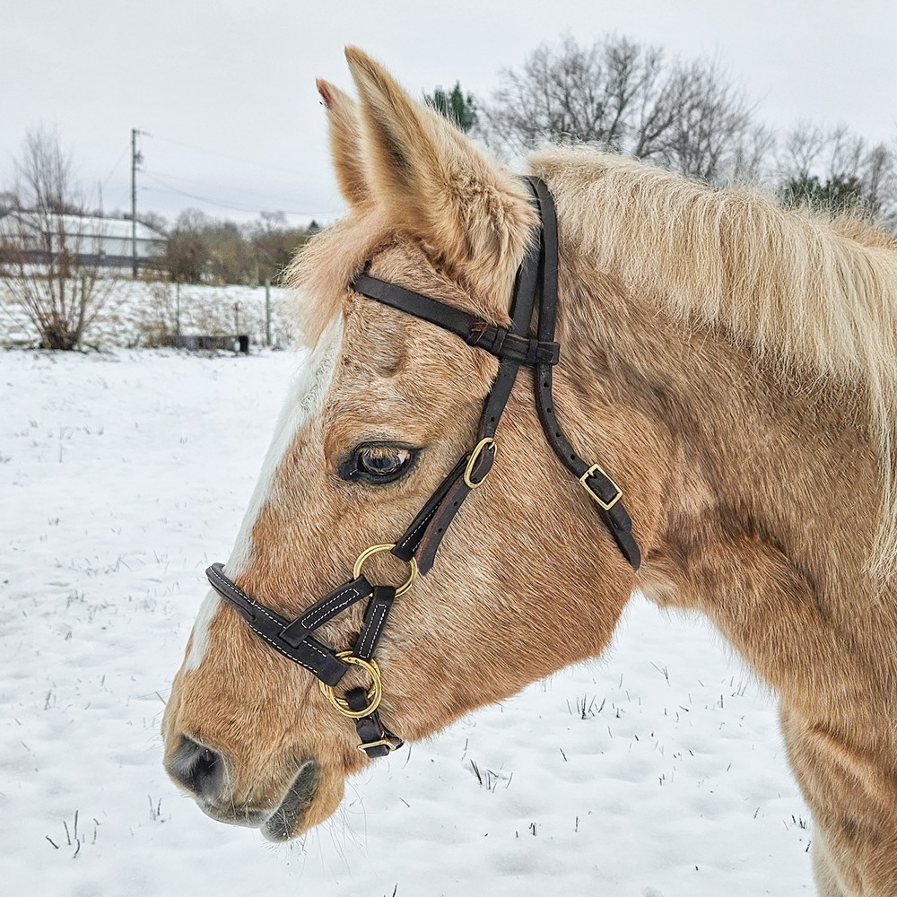 Side Pull Headstall - Oiled Rolled Harness Leather