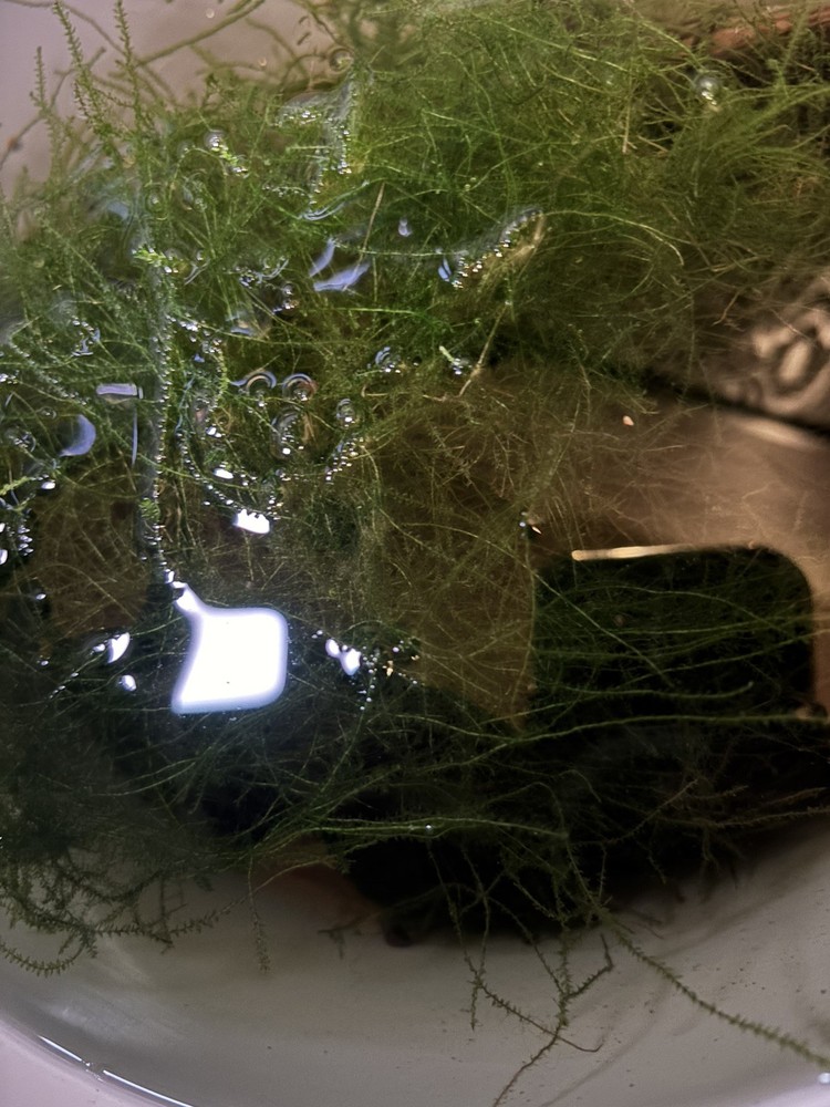 Java Moss Baseball Size Live Aquatic Plant