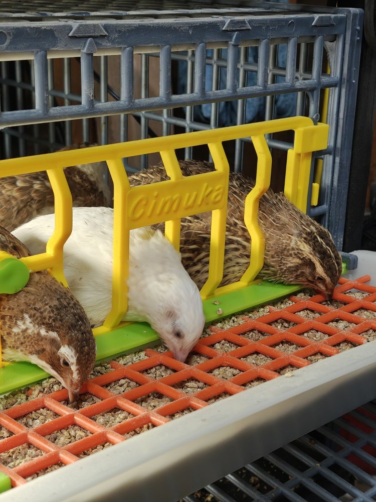 30+ Celadon Coturnix Quail Hatching Eggs