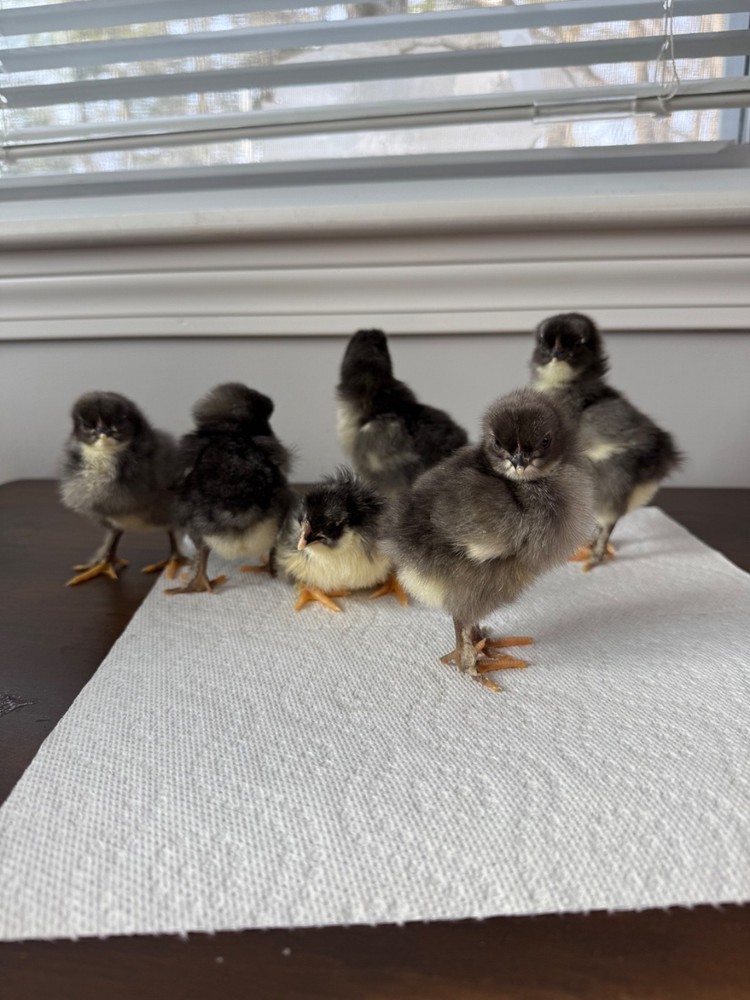 12 BBS Copper Marans And Multi Gen Olive Egger Hatching Eggs