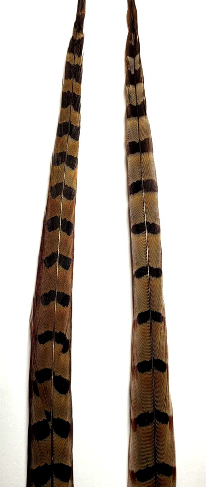 RINGNECK PHEASANT TAIL FEATHERS - 12-14 inches - 2 pc. - Fly Tying Materials NEW