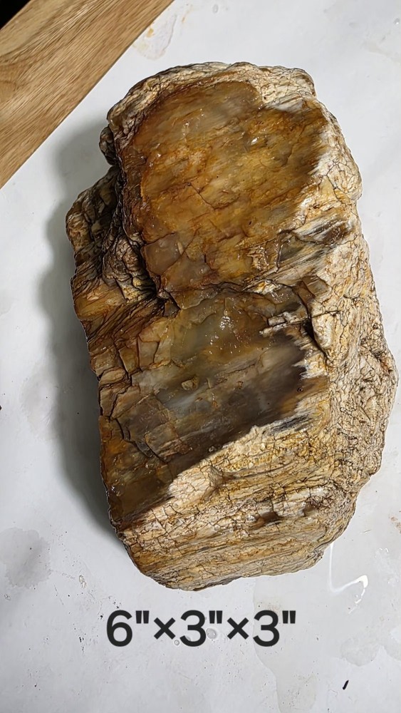 petrified wood log