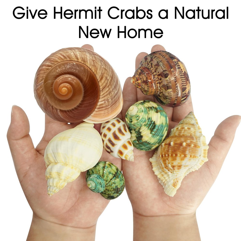 MOASIOP 7PCS Medium Large Hermit 7pcs and Shell Size 2" -2.8"