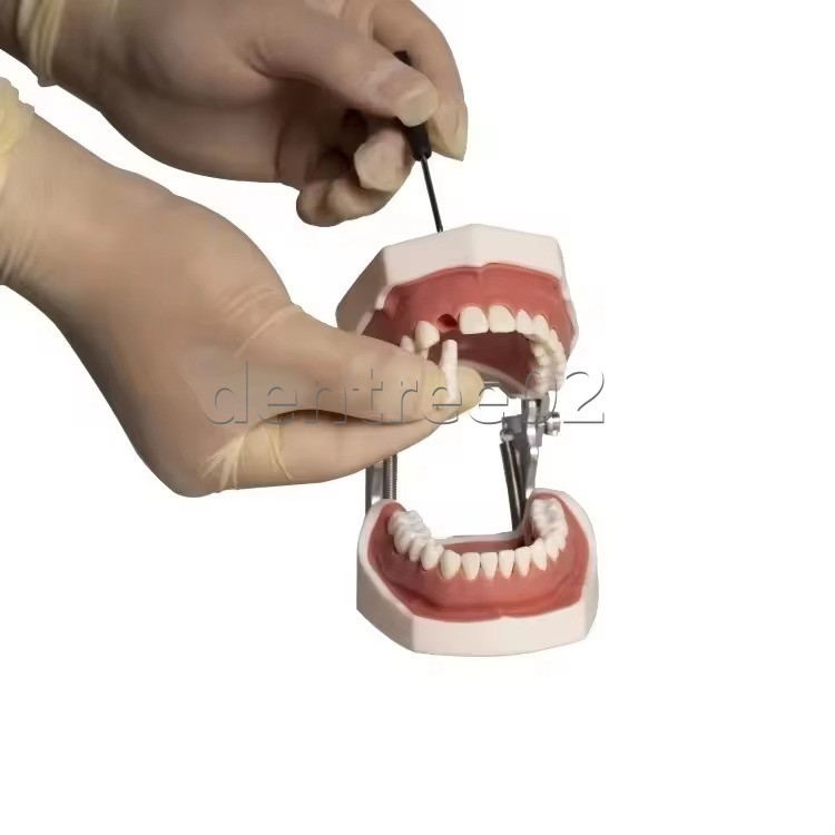 Dental Human Teeth Model Standard Clinic Teaching Demonstration Kit