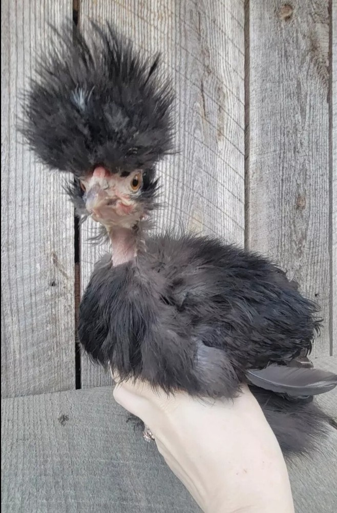 mottled silkie hatching eggs