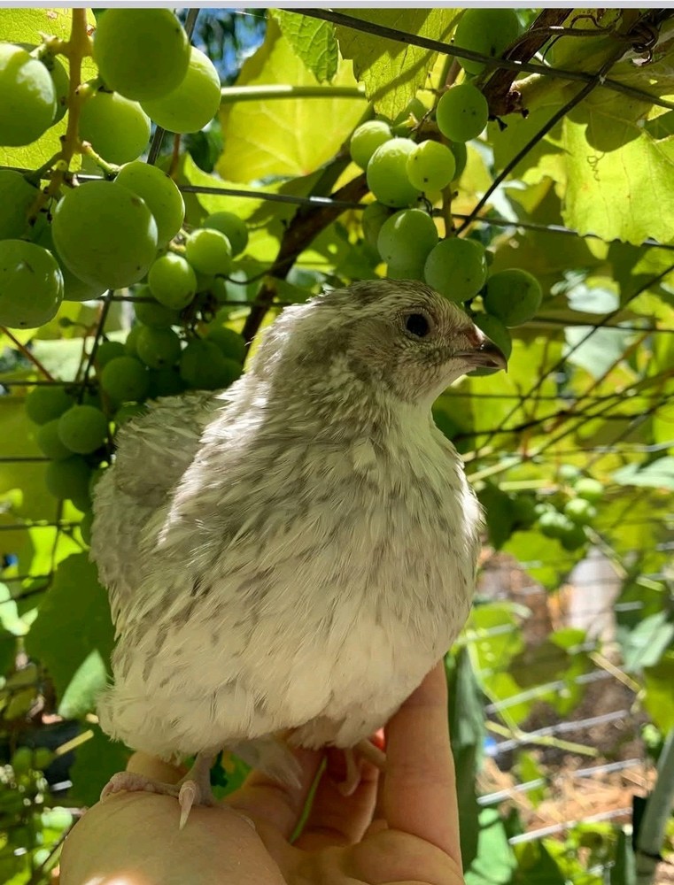 30 Celadon Blue Coturnix Quail Hatching Eggs - 100% BLUE