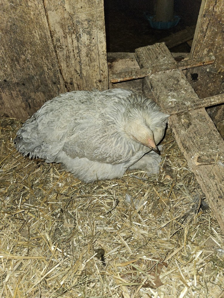 Brahma chicken hatching eggs (10 +2)
