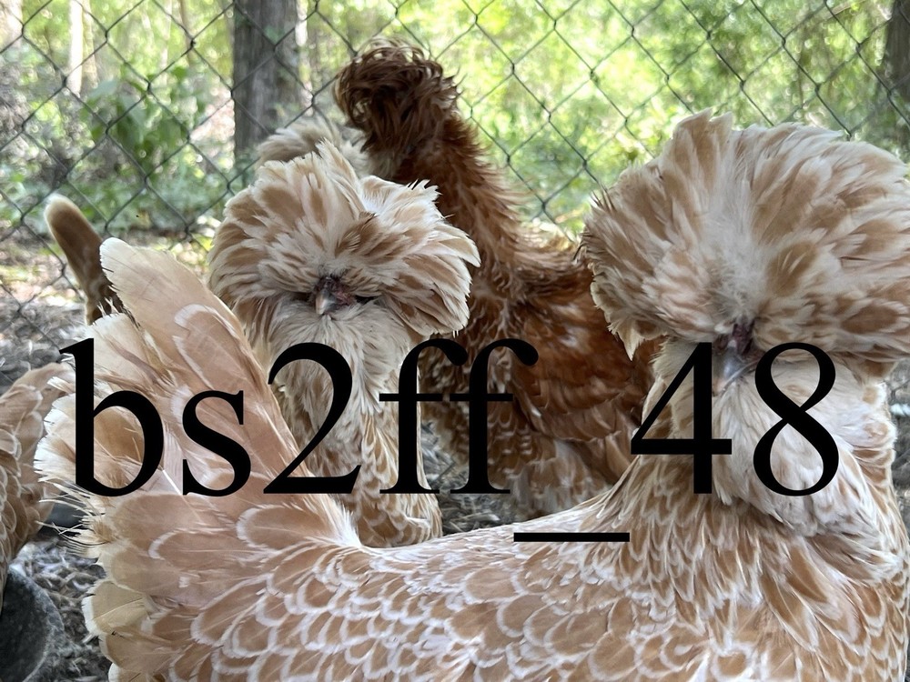 24 Pure Breed Hatching Eggs Variety Pack