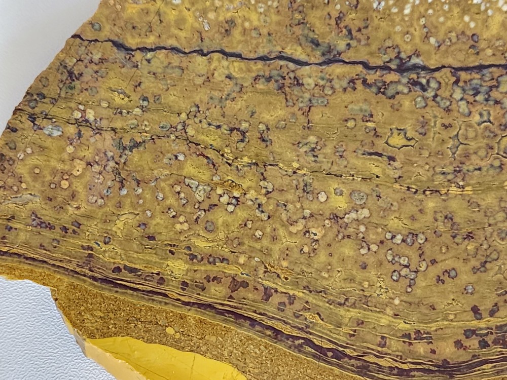 Orbicular Jasper Large Lapidary Slab