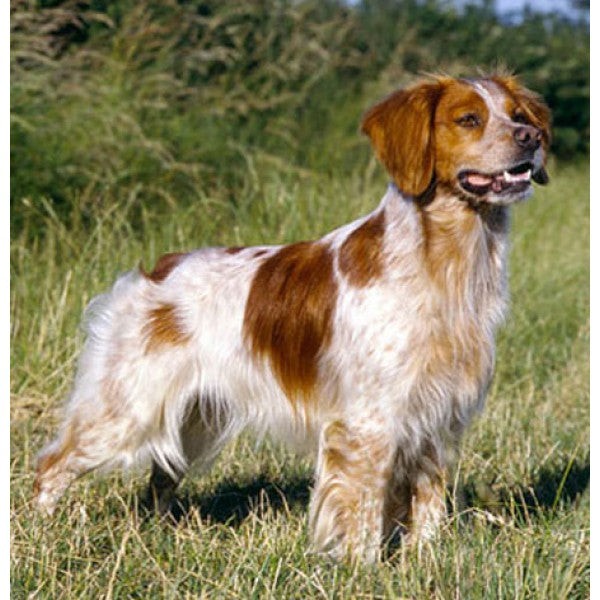 Brittany Spaniel Leather Dog Keychain