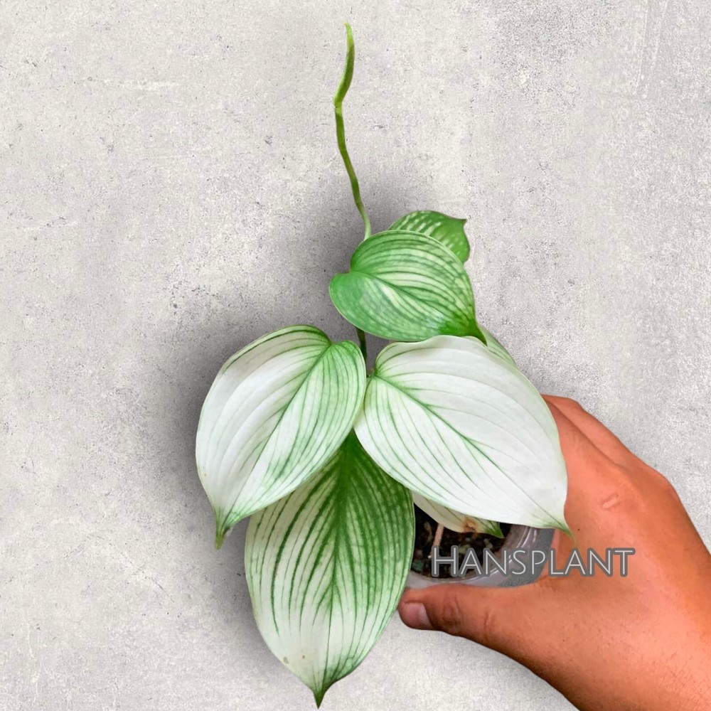 Scindapsus white monster free phitosanitary