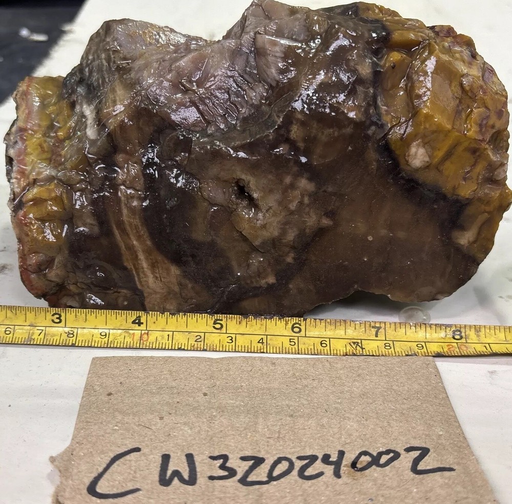 Colorful petrified wood
