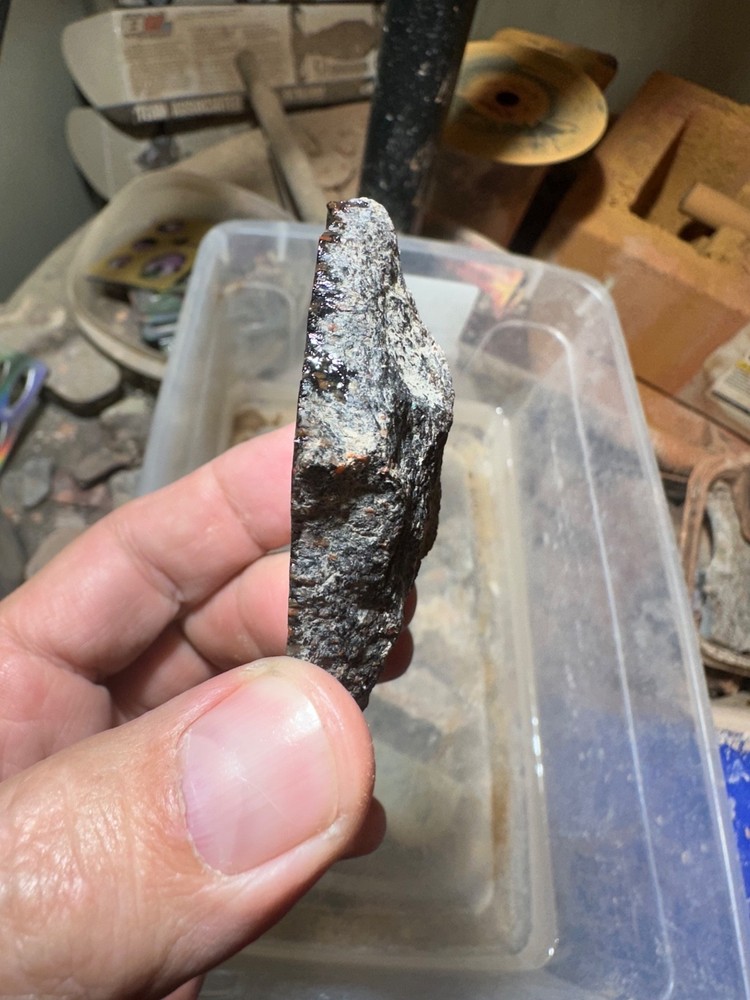 Dinosaur bone rough **hxtled end cut.