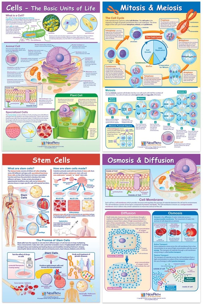 NewPath Learning Structure & Processes Posters, Set/4 (Cells, Osmosis/Diffusion,