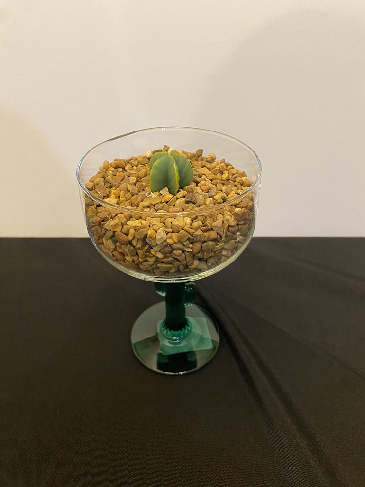 Cactus Candle Holder Set Of 2