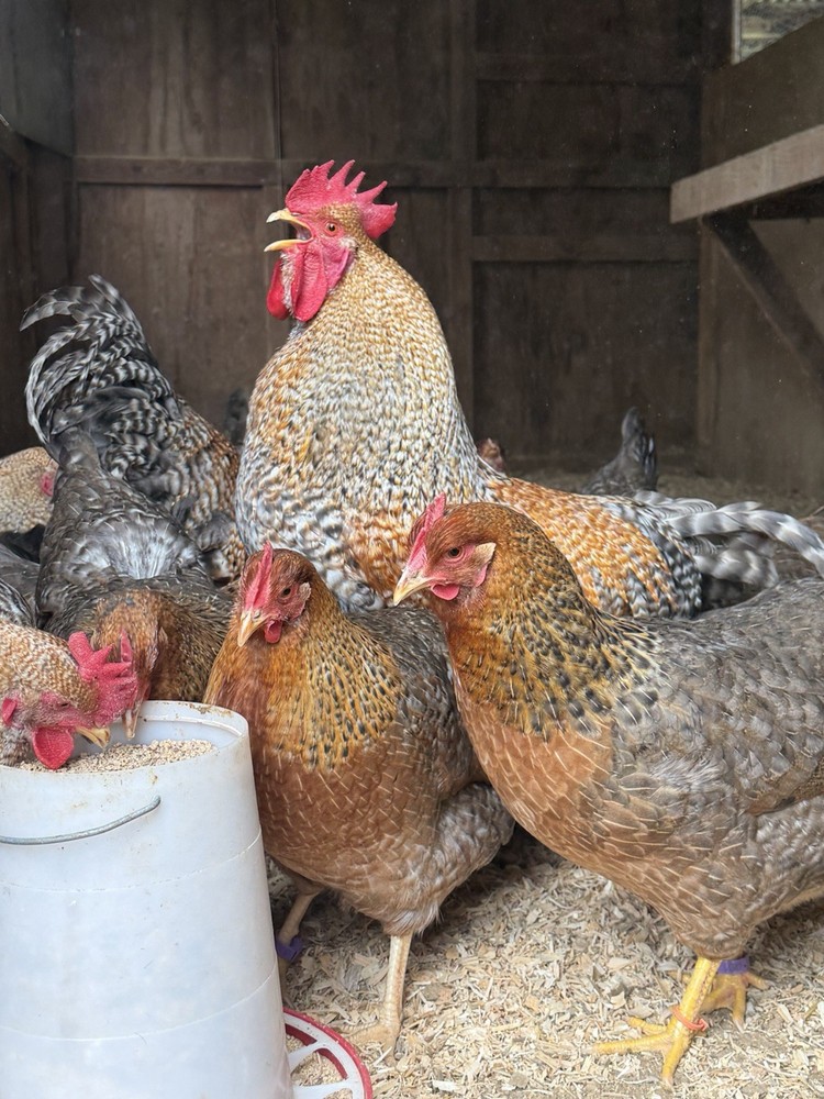 Bielefelder Fertile Hatching Eggs 10+