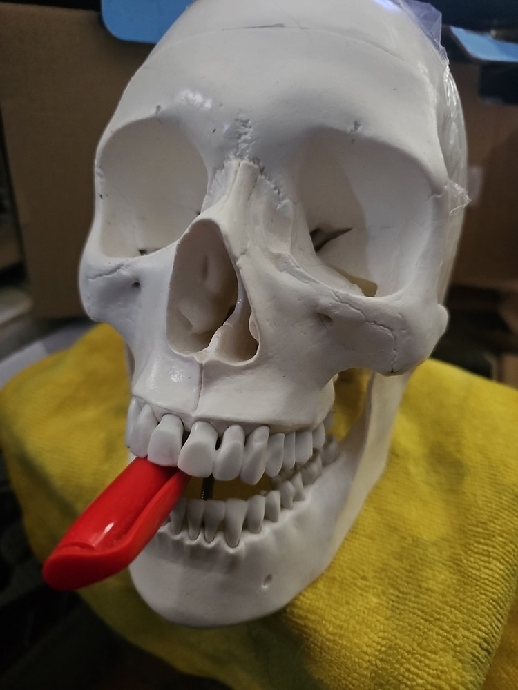 Dental School Training Artificial Head Plastic Removable