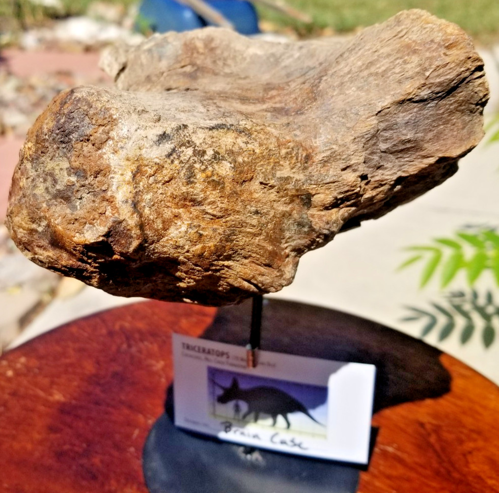 Nice Triceratops Brain Case Fossil Specimen Defined Cretaceous Hell Creek MT