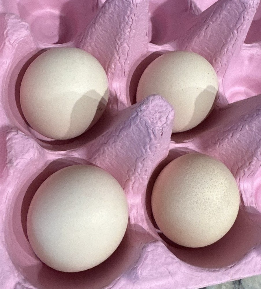 6++ Serama Chicken Hatching Eggs