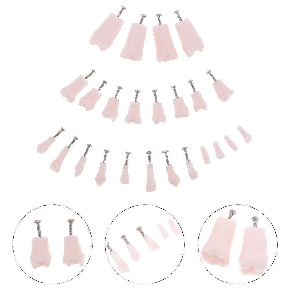24 Pcs Artificial Teeth Dental Teaching Supplies Removable Typodont Model