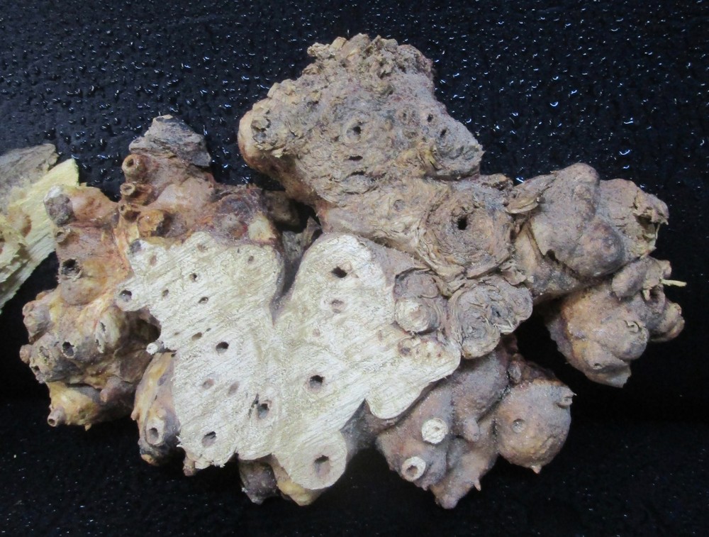 3pc Buckeye Burl slabs/cut offs #D558 assorted sizes
