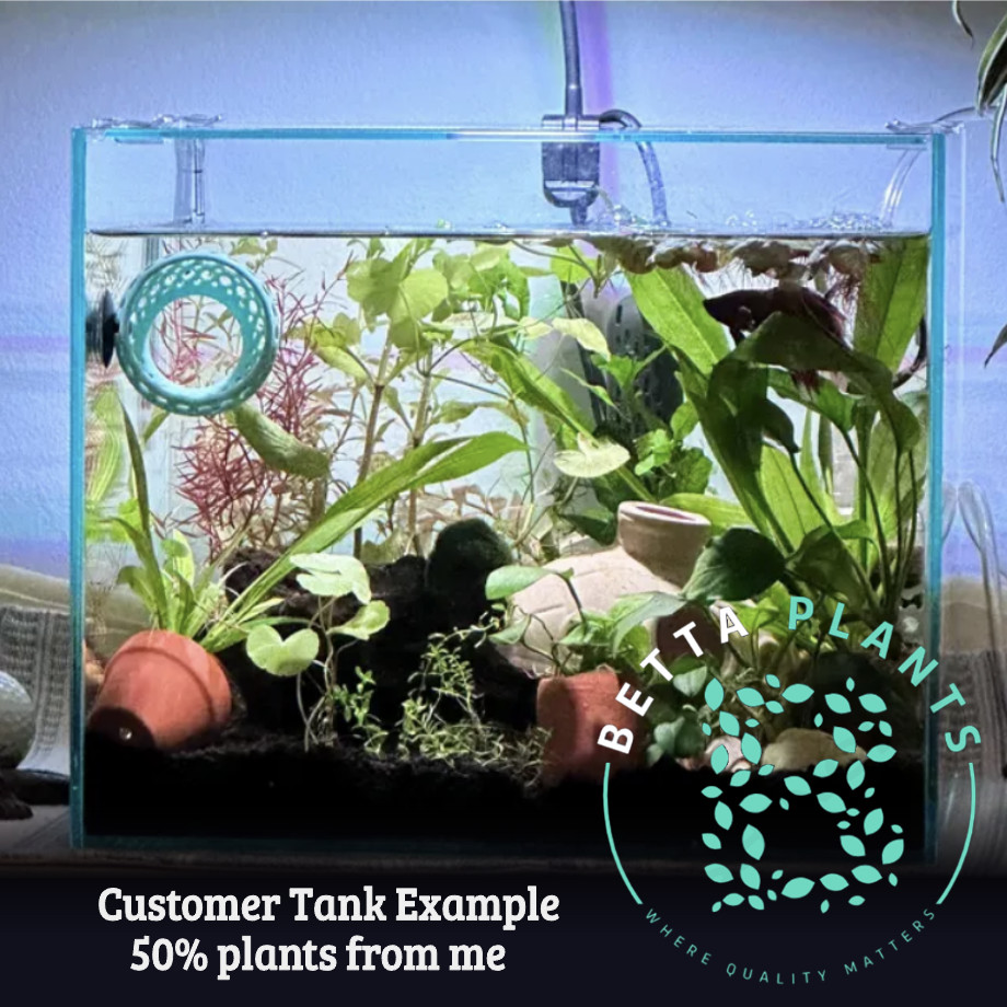 Premium Assorted Beginner Live Aquarium Plants Pack Floaters Red Green