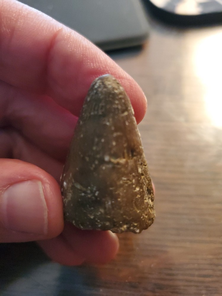 Primitive Ancient Petrified Animal Tooth Prehistoric Dinosaur Unknown