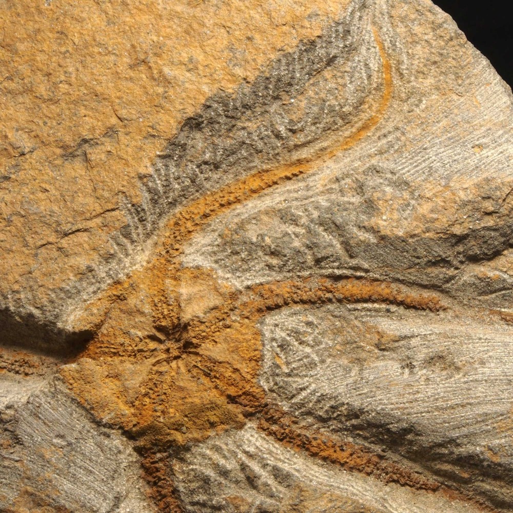 Protasterid- Upper Ordovician- El Kaid Rami -MOROCCO AH07