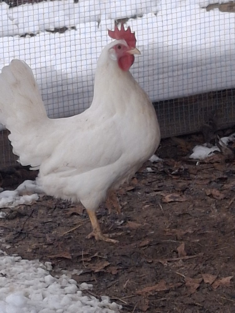 1 Dozen White Leghorns - Hatching Eggs NPIP/AI clean