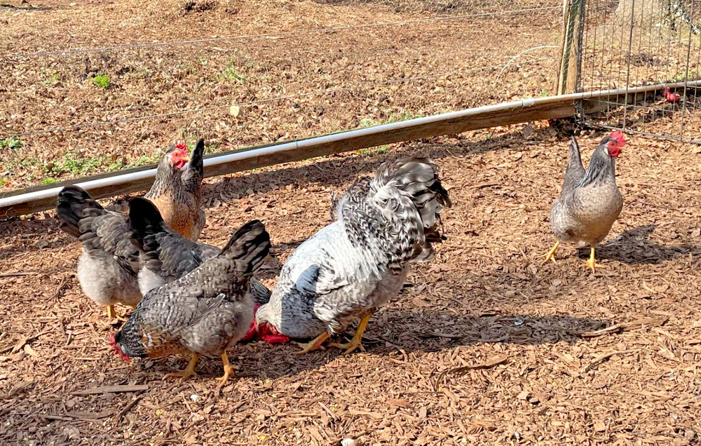 Crested Cream Legbar hatching eggs 6+1