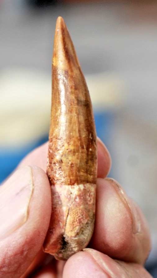Authentic 2.0" Spinosaurus Tooth in Riker Mount