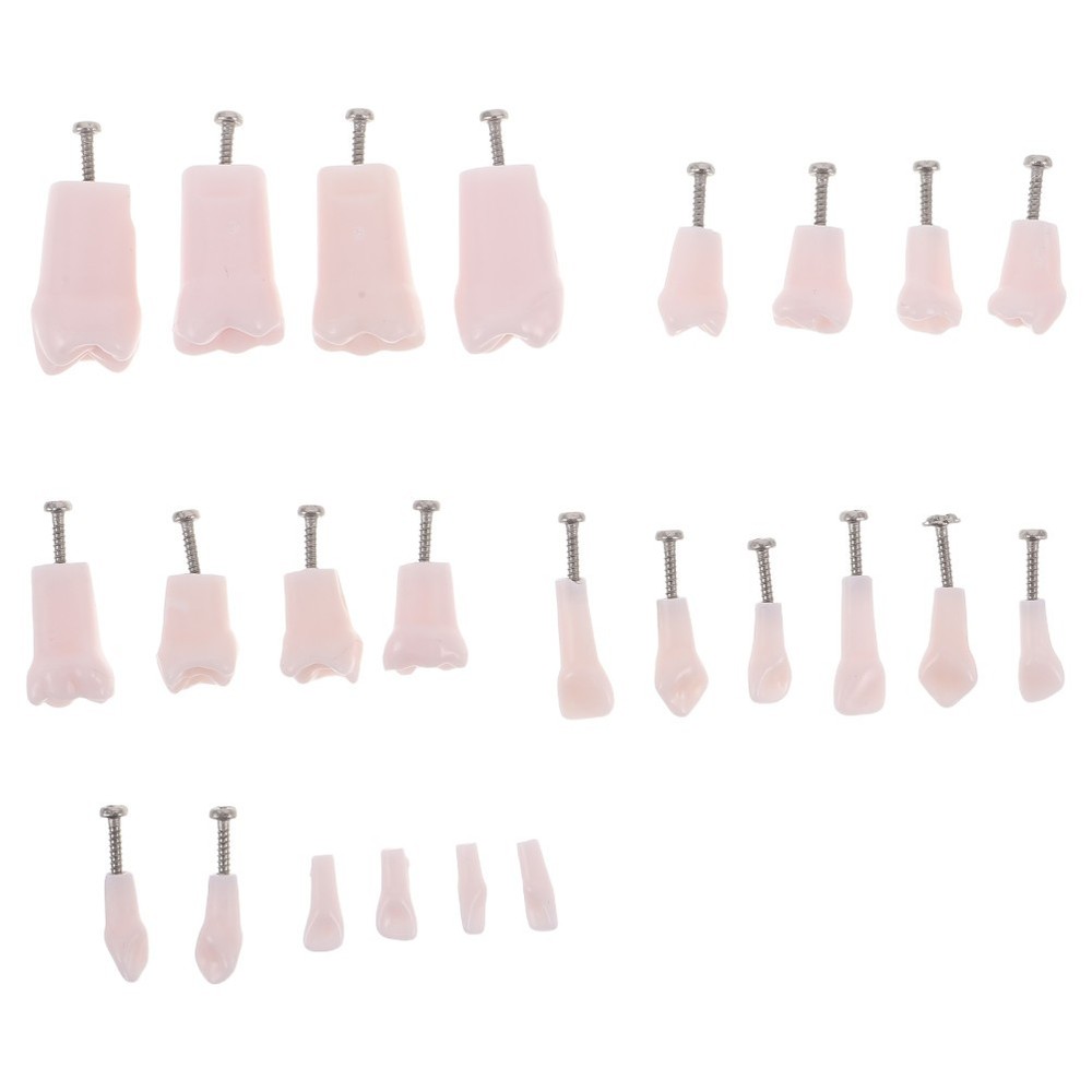 24 Pcs Dental Practice Teeth Typodont Teaching Model Removable Tooth Set