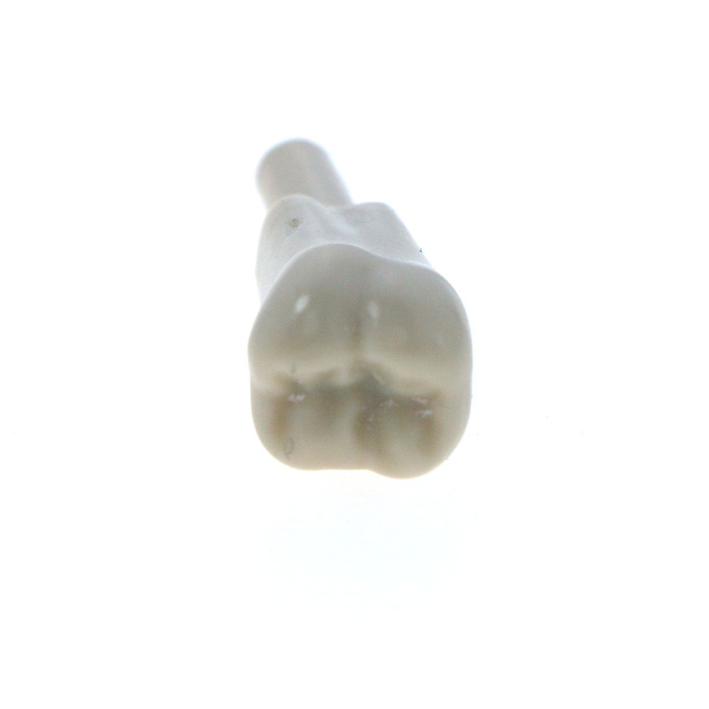 32Pcs Dental Tooth Basic Model fit KAVO Teeth Retention Mechanism Size Marked