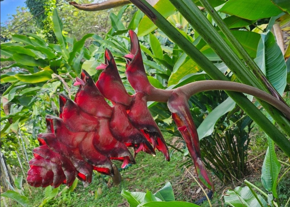 Heliconia MARIAE Bountiful