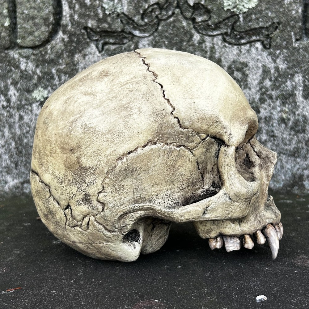Life Size Realistic Vampire Skull