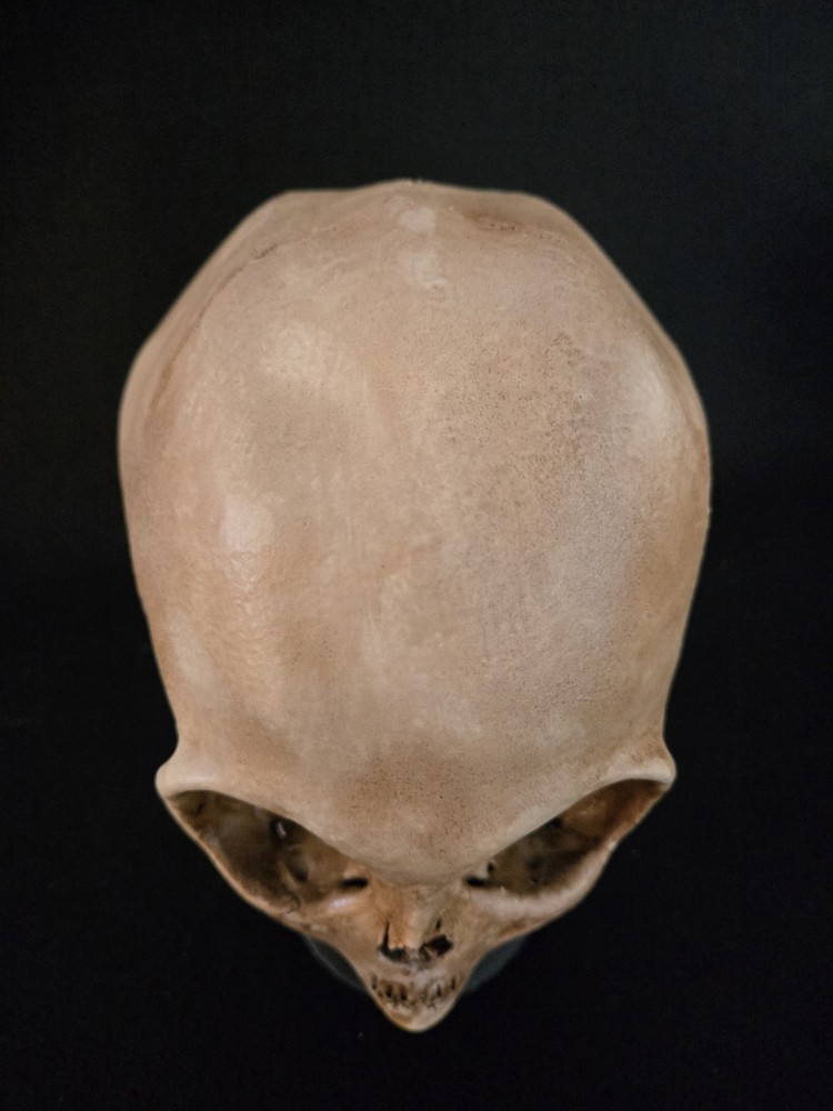 Skull Alien Realistic Full Size